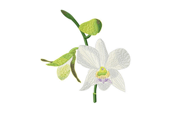 Tropical Flower White Orchid Review